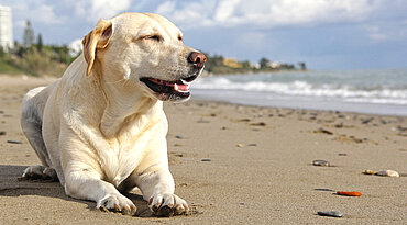 Urlaub mit dem Hund: Vorbereitungen für einen gelungenen Urlaub mit dem Vierbeiner.