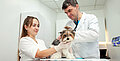 Abnormaler Durchgang zwischen Arterie und Vene bei Hunden