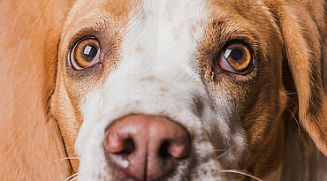 Augenverlagerung bei Hunden