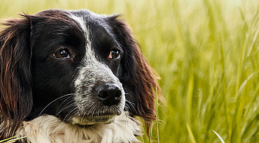 Gesundheit des Hundes