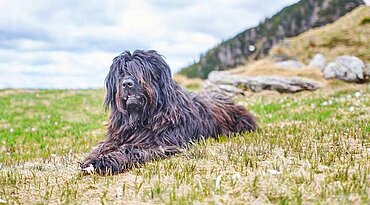 Bergamasker Hirtenhund - Rasseportrait