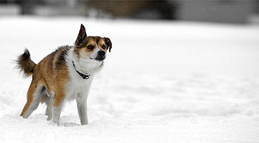 Norwegischer Lundehund