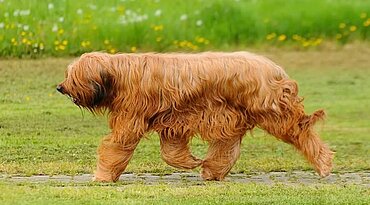 Briard - Rasseportrait