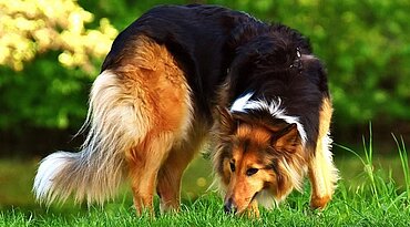 Langhaar Collie - Rasseportrait