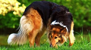 Langhaarcollies