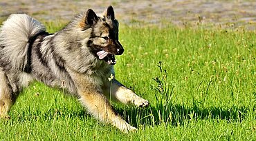 Eurasier