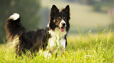 Border Collie - Rasseportrait