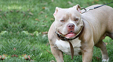 Amerikanischer Staffordshire Terrier