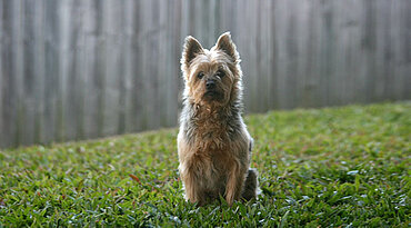 Australian Silky Terrier