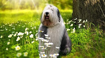 Bobtail - Old English Sheepdog