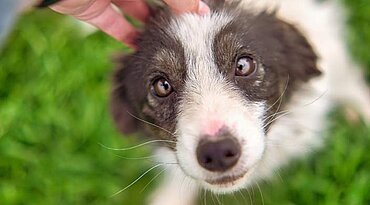 Grauer Star bei Hunden