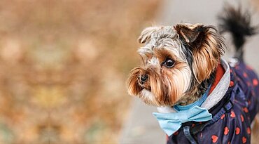 Entzündliche ZNS-Erkrankungen bei Hunden