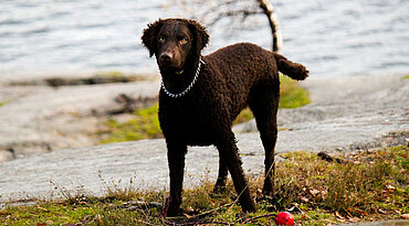 Curly Coated Retriever