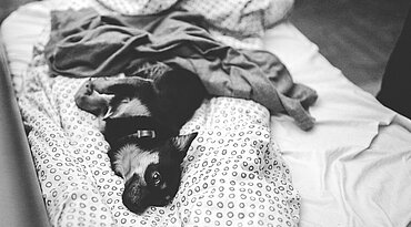 Ursachen für das Urinieren von Hunden auf Ihrer Matratze und wie Sie diese überwinden können