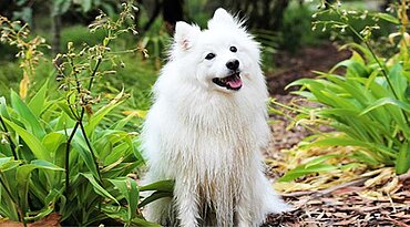 Japan Spitz