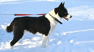 Karelischer Bärenhund