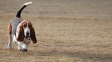 Basset Hound