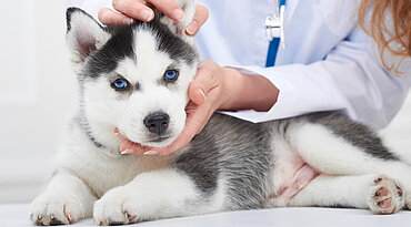 Die besten Inhaltsstoffe für Gelenkergänzungen für Hunde