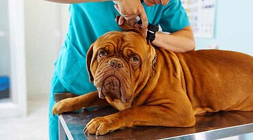Hautbeulen (papulonoduläre Dermatosen) bei Hunden