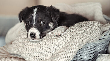 Geburtsschwierigkeiten bei Hunden