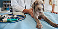 Exokrine Pankreasinsuffizienz bei Hunden