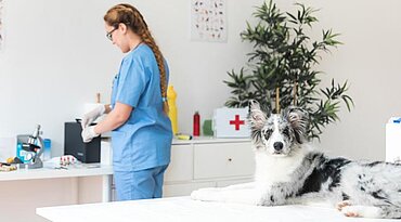 Septische Arthritis bei Hunden