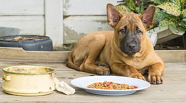 Wie Sie feststellen können, ob Ihr Hund eine Nahrungsmittelallergie hat