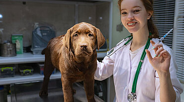 Amöbeninfektion bei Hunden