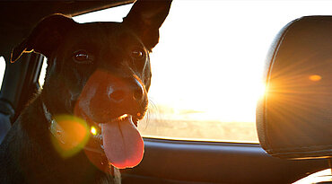 Hund bei Hitze im Auto