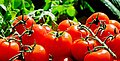 Ernährung in Tomaten