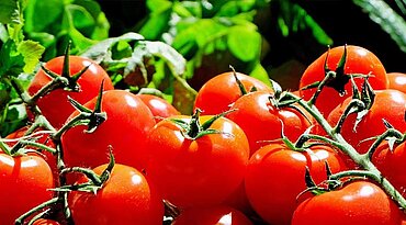 Ernährung in Tomaten