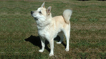 Norwegischer Buhund