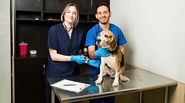 Nebennierentumoren bei Hunden Nebennierentumoren bei Hunden