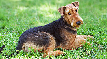 Welsh Terrier