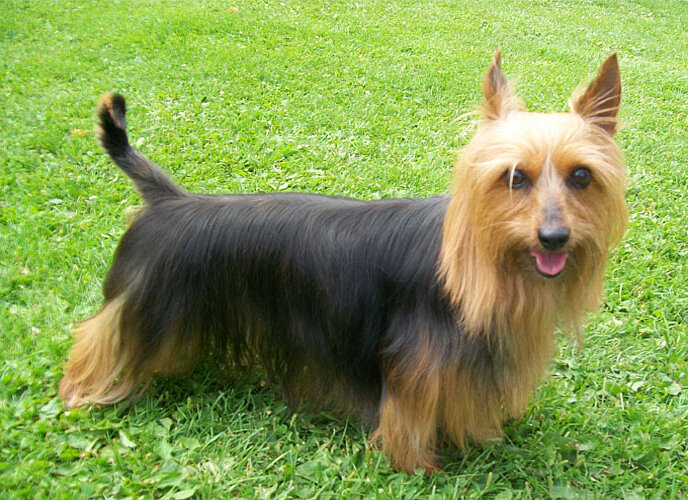 Australian Silky Terrier Of Silky's Dream