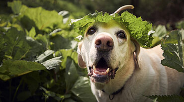 Horner-Syndrom bei Hunden