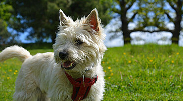 Cairn Terrier