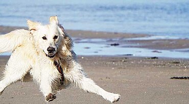 Apportierhunde, Stöberhunde und Wasserhunde