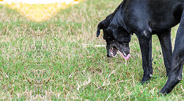 5 Gründe, warum Ihr Hund Galle erbricht