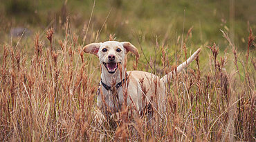 Lähmung bei Hunden