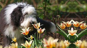Bearded Collie - Rasseportrait