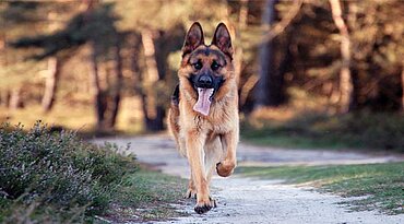 Deutscher Schäferhund - Rasseportrait