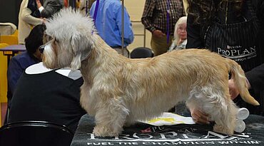 Dandie Dinmont Terrier