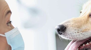 Weiter Artikel zum Thema Atemwegserkrankungen bei Hunden