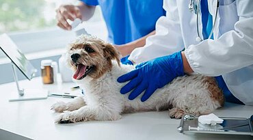 Pyometra und zystische Endometriumhyperplasie bei Hunden