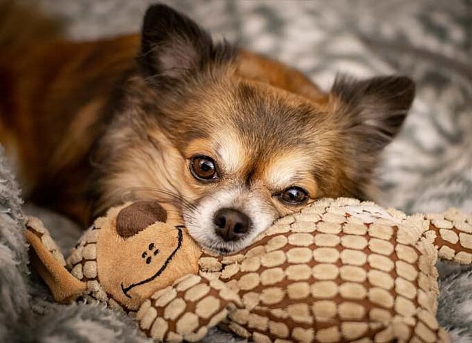 Chihuahua