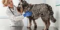 Lungenentzündung aufgrund einer überaktiven Immunantwort bei Hunden