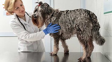 Lungenentzündung aufgrund einer überaktiven Immunantwort bei Hunden