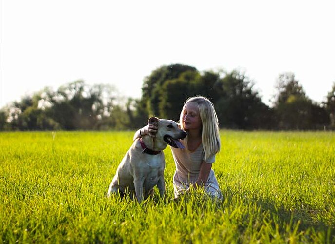 einer der beliebtesten Familienhunde