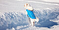Kleidung für Hunde